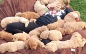 La ciencia lo confirma: dormir con 20 cachorros cura la depresión