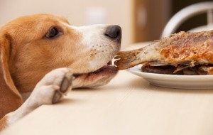 ¿Cuáles son los alimentos peligrosos para la salud de su perro?