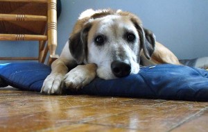 Leishmaniosis en perros, síntomas, prevención y tratamiento