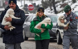 Rescatan con vida a tres cachorros de perro que estaban atrapados en el hotel sepultado por el alud en Italia
