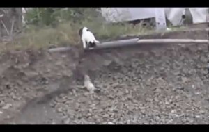 Mira lo que esta gatita hace cuando encuentra un perrito indefenso en un barranco… 