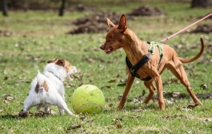 Los perros pueden volverse agresivos por el comportamiento de sus dueños
