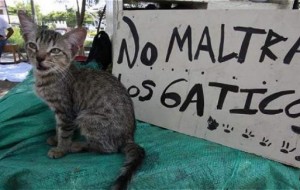 Condenan a mujer por abandonar 14 gatos que se devoraron por hambre