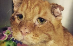 El semblante del gato más triste de todo el mundo cambió una hora después de su adopción