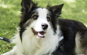 Este perro salva la vida de otros perros detectando venenos en parques
