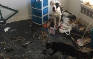 Rescatan a perro y gato atrapados en departamento en ruinas