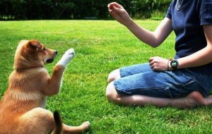 7 técnicas únicas para entrenar a tu perro