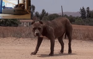Un perro pit bull rescatado, defiende al gato con el que comparte casa, del ataque de varios coyotes