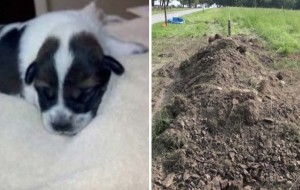 La policía rescataron a un cachorrito de siete días enterrado vivo...