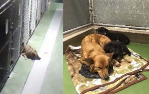 Esta perra se  escapó de la jaula para estar junto a unos cachorros que no paraban de llorar