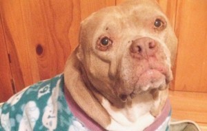 Salvan del maltrato a un Pitbull sin orejas para darle una vida mejor