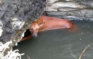 Esta perrita estuvo a punto de rendirse y ahogarse en un pozo muy profundo pero milagrosamente, fue rescatado 