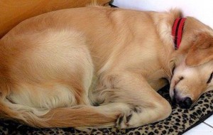 Gran misterio: perro iba a dormir a casa de una mujer todos los días hasta que descubrió una nota en su collar