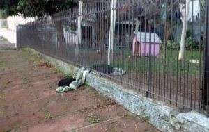 Una perrita arrastró su nueva manta hasta la cerca para poder compartirla con un perro de la calle