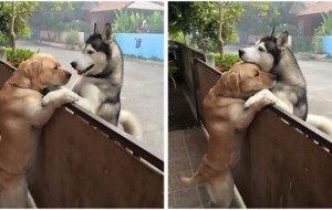 Un perro se sentía muy solo y se escapó de su casa para abrazar a su mejor amigo 
