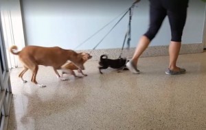 Mujer abandona a sus 3 perros en un refugio a pesar de sus llantos y suplicas para que no los deje