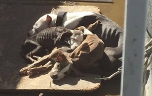 Esta desgarradora fotografía salvó la vida a 9 perritos desnutridos