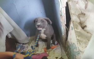 Rescataron a un grupo de perritos de una casa en ruinas y abandonada 
