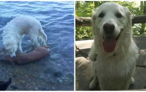 Este perro vio como se ahogaba un siervo y decidió actuar de inmediato