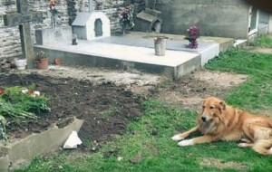 Firulai, el perrito que vive desde hace una semana junto a la tumba de su familia