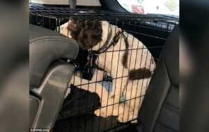 Hombre decide romper la ventana de un coche para rescatar a un perro al que una mujer dejó encerrado para ir por una pizza