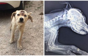Este perro que recibió docenas de disparos en la cabeza, no se rinde ante la vida 