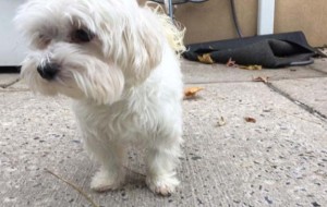 Este perro fue abandonado por su familia 7 veces en un refugio y ahora necesita un hogar 