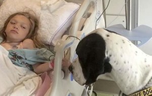 Esta chica estaba condenada a quedarse en silla de ruedas de por vida pero su perro encontró la solución
