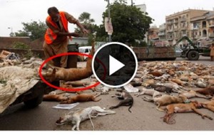 Hay que parar la matanza, más de 1000 perros envenenados y todavía planean matar a otros 2000