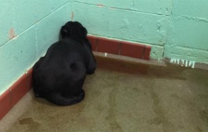 Perro abandonado en un refugio se acurruca contra la pared congelado del miedo