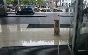 Una azafata alemana adoptó a un perro abandonado que la esperaba después de cada vuelo en Argentina