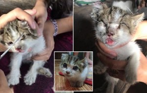 Esta gatita fue torturada (le cosieron sus ojos, nariz y orejas) y ahora es rescatada 