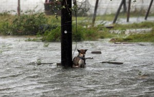 Este perro fue abandonado y encadenado en un poste durante el huracán Harvey