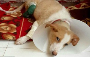 Un veterinario cortó las patas de su perro para poder hacer prácticas de conocimientos