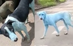 Conoce este extraño caso de los perros azules en India. Horrible