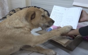 Esta perrita estaba muy triste hasta que recibió esta carta de su nueva familia adoptiva