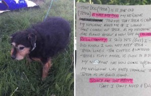 “No necesito un perro” fueron las palabras de la carta que fue dejada junto a este perrito de 12 años