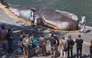 Apareció una ballena varada en el río Sena de París 