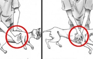 Aprende a hacer RCP para perros y gatos en el caso de que se ahoguen o no respiren