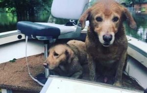 Encontraron a dos perros en un barco que estaba siendo arrastrado por el huracán