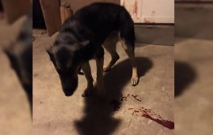 Esta familia encontró a su perro sangrando y se quedaron en shock cuando leyeron la nota de la puerta