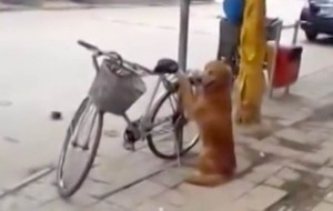 Un perro muy adorable cuida la bicicleta de su dueño..pero mira lo que hace cuando vuelve