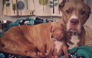 Un pitbull con solo dos patas adoptó a una cachorrita sin hogar, hermoso!
