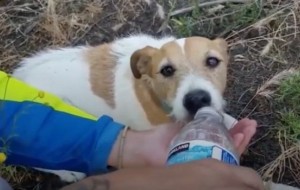 Unos motociclistas encontraron a un perro sin hogar y ya sabían que hacer por él