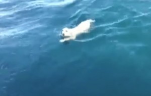 Encontraron a un cachorrito nadando por el medio del océano...